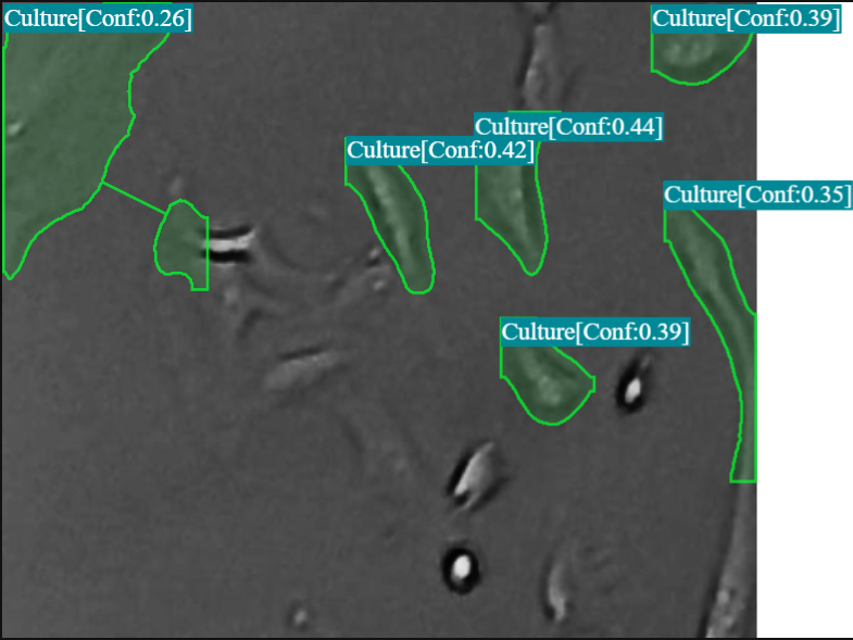 YOLOv9-Seg cell segmentation on phase-contrast microscopy image 1
