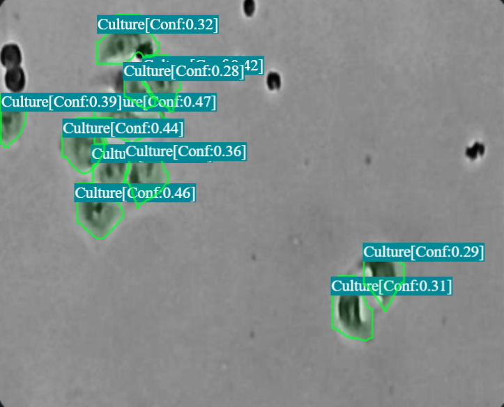 YOLOv9-Seg cell segmentation on phase-contrast microscopy image 2